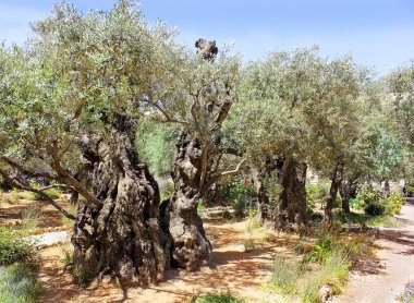 Old olive trees in Garden of Gethsemane, Jerusalem clipart