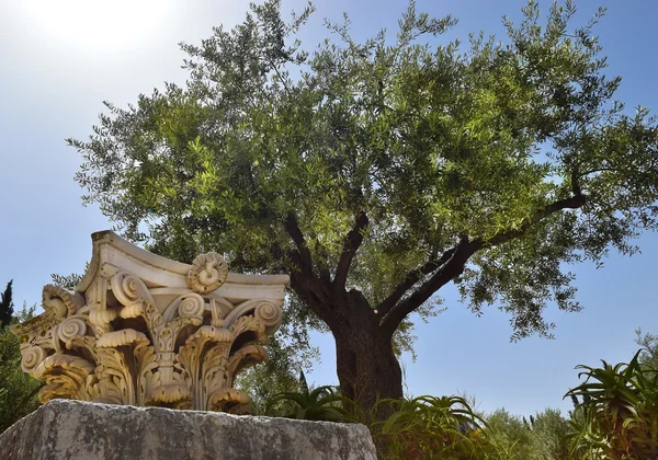 Starożytne korynckimi kolumnami i bardzo stare drzewo oliwne, Jerozolima, Izrael — Zdjęcie stockowe