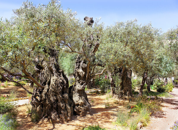 Old olive trees in Garden of Gethsemane, Jerusalem