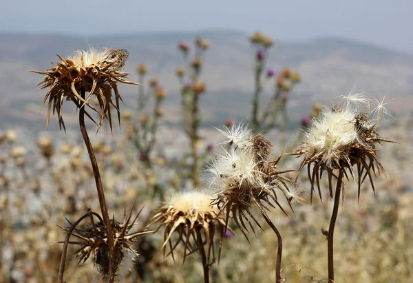 Déflorer les fleurs de chardon — Photo