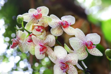 Kırmızı noktalar orkide beyaz