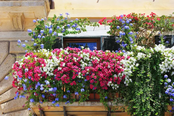 Petunyaların çiçeklerle twined balkon — Stok fotoğraf