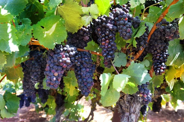 Cachos maduros de uvas vermelhas doces Isabella — Fotografia de Stock