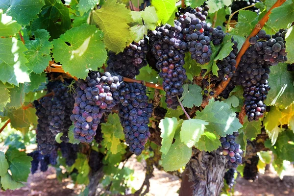 Racimos maduros de uvas rojas dulces Isabella — Foto de Stock