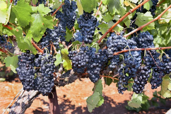 Ripe bunches of sweet red grapes Isabella — Stock Photo, Image