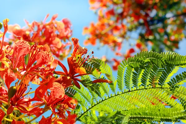 Mediterrane acacia — Stockfoto