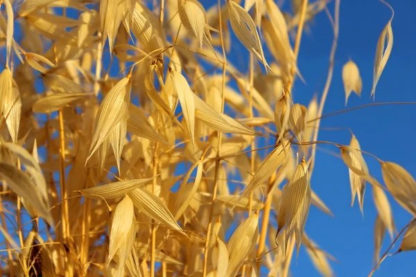 Espiguillas de avena — Foto de Stock