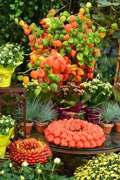 Loja de flores em Vienna — Fotografia de Stock