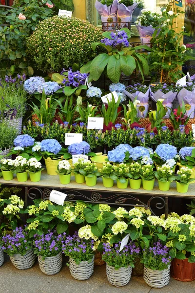 Negozio di fiori a Vienna — Foto Stock