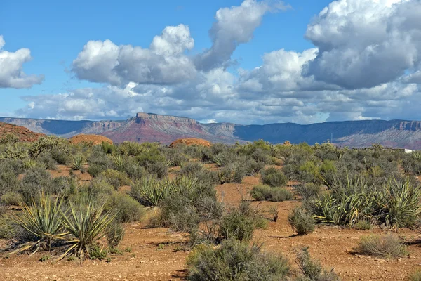 Krajina v Grand Canyon National Park, Arizona, Spojené státy — Stock fotografie