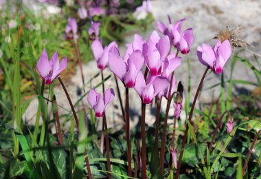 cyclamens, gentle purple flowers