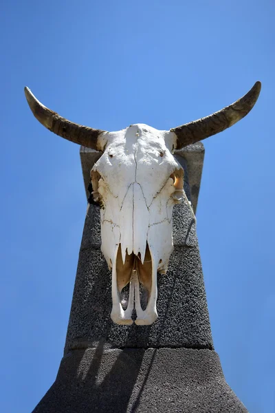 Cráneo de toro colgado en un pilar de hormigón — Foto de Stock