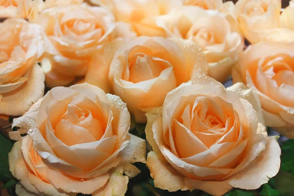 Rose crema morbida — Foto Stock