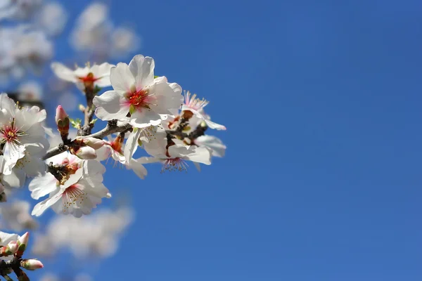 Şeftali çiçek ağaç — Stok fotoğraf