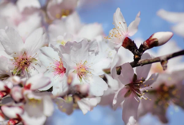Цветущие персиковые деревья — стоковое фото
