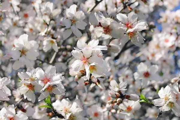 Kwitnąca brzoskwini drzewo — Zdjęcie stockowe