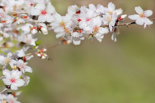 Blommande persikoträd träd — Stockfoto