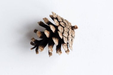 Çam kozalağı beyazda izole edilmiş, yakın plan.