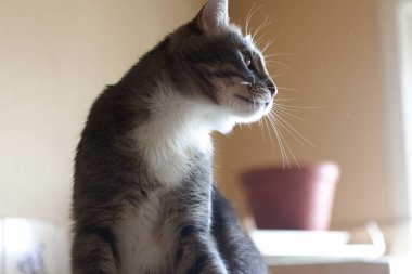 Beyaz göğüslü genç gri evcil kedi portresi