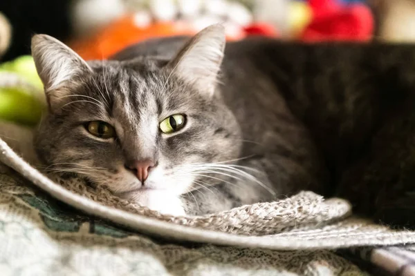 Gatto Grigio Dorme Nel Cappello Vicino — Foto Stock