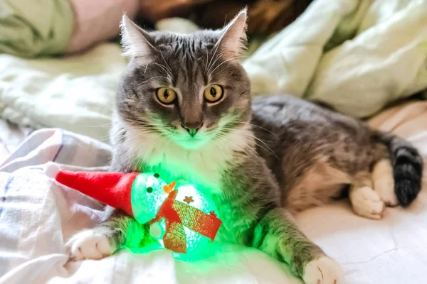 Portret Szarego Kota Bałwana Zabawki Koty Domowe Boże Narodzenie — Zdjęcie stockowe