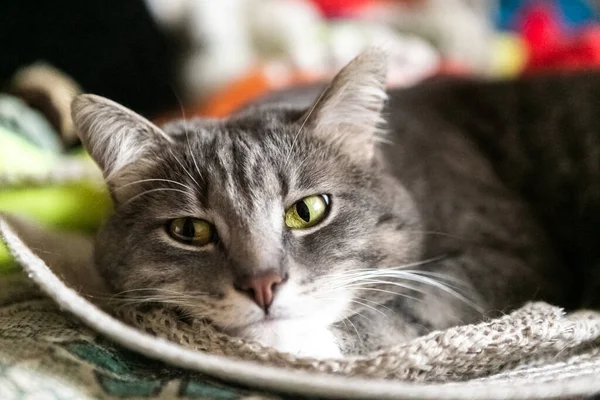 Gatto Grigio Dorme Nel Cappello Vicino — Foto Stock