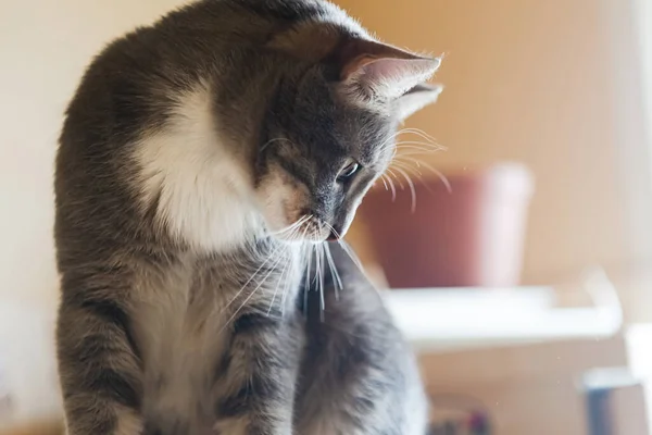 Retrato Gato Doméstico Gris Joven Con Pecho Blanco —  Fotos de Stock