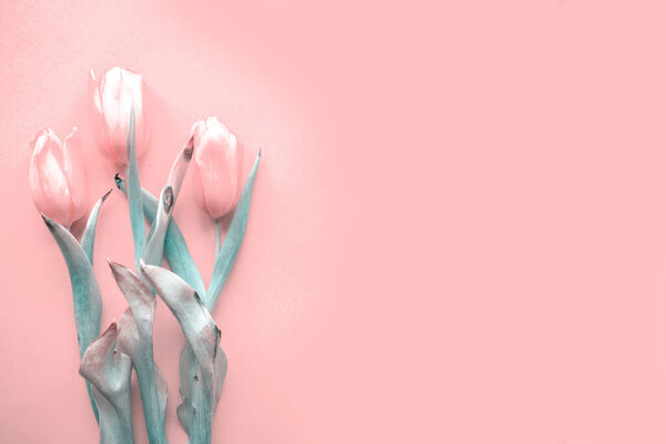 Bouquet of beautiful pink tulips on pink background, copy space for the text. Women's Day greeting card, toned photo