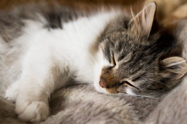 Küçük kedi yavrusu kötü uykuda. Genç kedinin portresi, yakın plan.