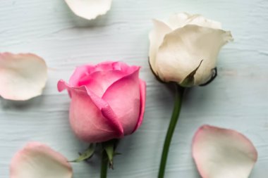 Ahşap arka planda iki gül ve taç yaprakları. Sevgililer Günü arkaplanı. 