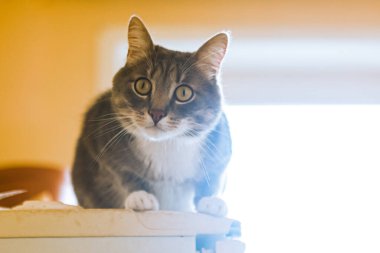 Beyaz göğüslü genç gri evcil kedi portresi