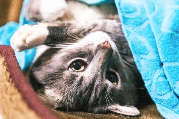 Νεαρή Γκρι Γάτα Κοιμάται Κάτω Από Την Κουβέρτα — Φωτογραφία Αρχείου
