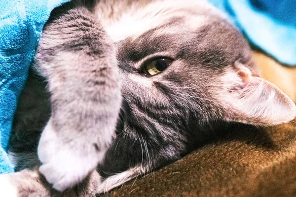 Joven Gato Gris Está Durmiendo Debajo Manta —  Fotos de Stock