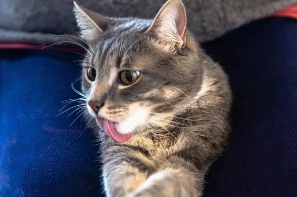 Retrato Joven Gato Tabby Gato Gris Está Lavando Sus Patas —  Fotos de Stock