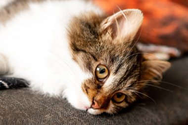 Küçük tüylü kedi portresi, yakın çekim.