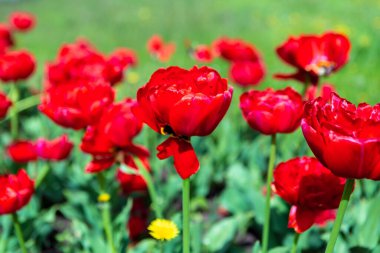 Kırmızı laleli çayır. Bahar arkaplanı