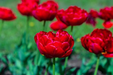 Kırmızı laleli çayır. Bahar arkaplanı