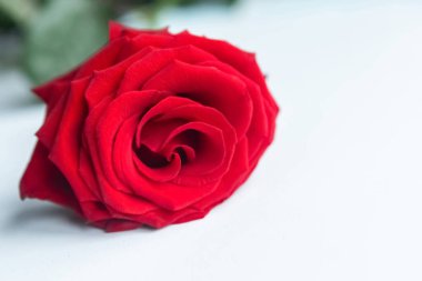 Blooming red rose isolated on white background, closeup