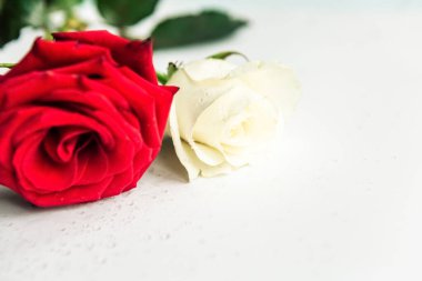 Bouquet of roses isolated on white background, closeup