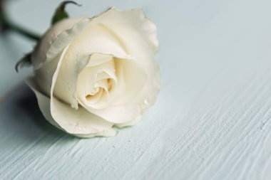 Blooming white rose on wooden background, copy space
