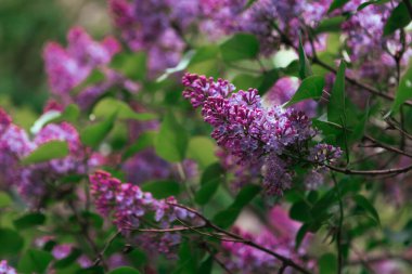 Bahar leylağı çiçekli dal. Çiçek açan bahar arkaplanı. Leylak arkaplan