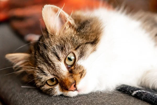 小さなふわふわの子猫の肖像 — ストック写真