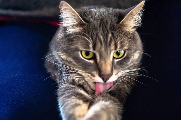 Retrato Joven Gato Tabby Gato Gris Está Lavando Sus Patas —  Fotos de Stock