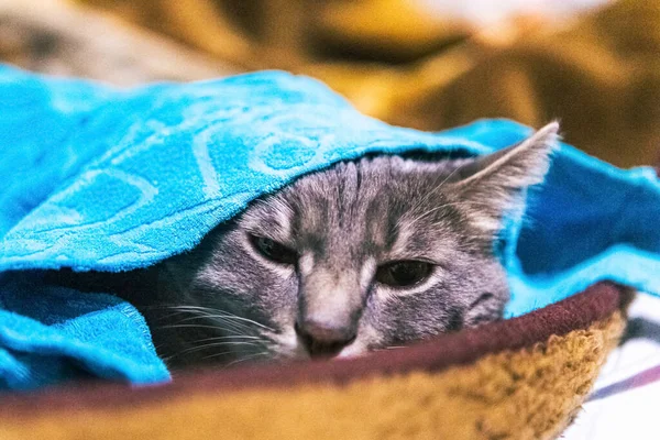 若い灰色の猫は毛布の下で寝ている — ストック写真