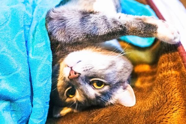 Joven Gato Gris Está Durmiendo Debajo Manta —  Fotos de Stock