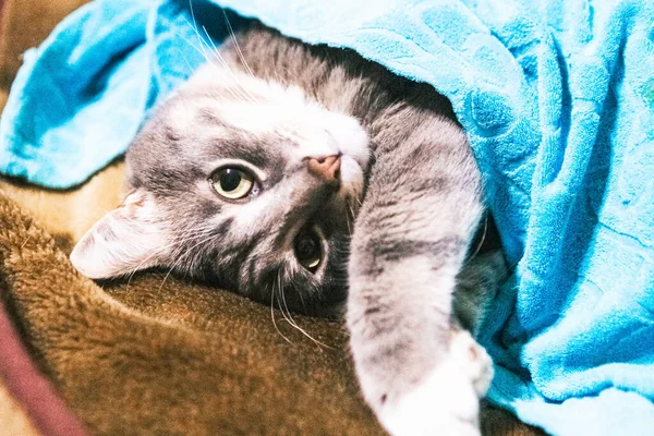 Joven Gato Gris Está Durmiendo Debajo Manta —  Fotos de Stock