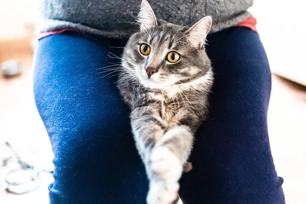 Portrait Young Grey Cat Closeup — Zdjęcie stockowe