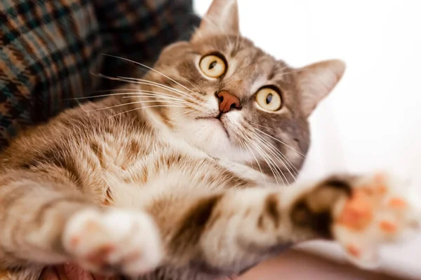 Portrait Young Grey Cat Closeup — ストック写真