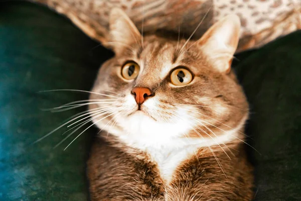 Portrait Young Grey Cat Closeup — 스톡 사진