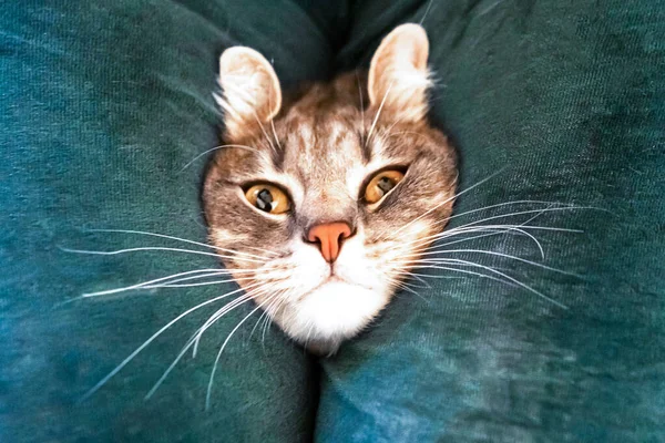 Portrait Young Grey Cat Closeup — Stok fotoğraf